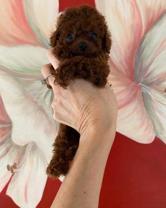 Barboncini Toy e Minitoy red ALLEVAMENTO PROFESS