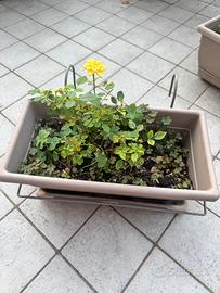 Mini Rosa gialla con vaso da terrazzo