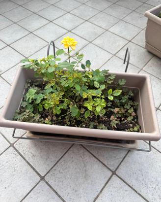 Mini Rosa gialla con vaso da terrazzo