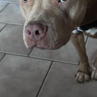 Pitbull red nose