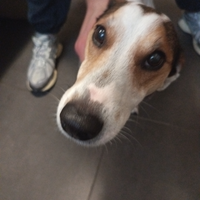 Cane da accoppiamento Jack russel