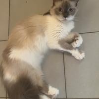 Gattina Ragdoll per accoppiamento