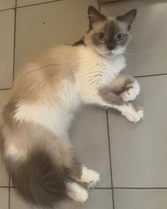 Gattina Ragdoll per accoppiamento