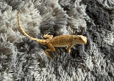 Pogona Vitticeps