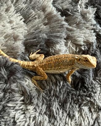 Pogona Vitticeps
