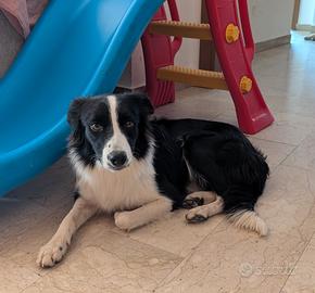 Border Collie femmina di un anno