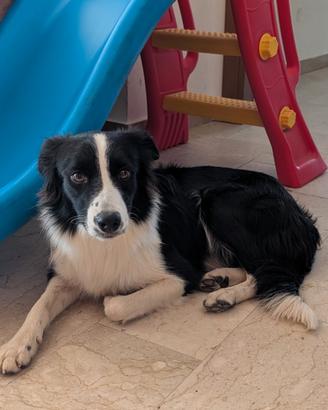 Border Collie femmina di un anno