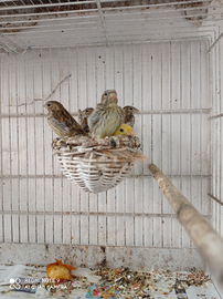 Canarini giallo intenso e Mosaico e Verzellini