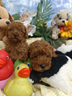 cuccioli-barboncino-taglia-piccola