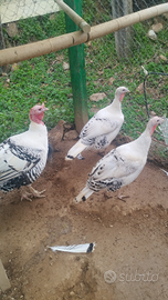 Tacchino ermellina di rovigo