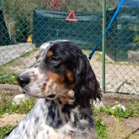 Setter Inglese
