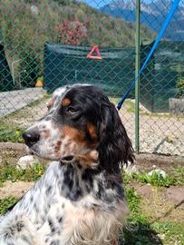 Setter Inglese