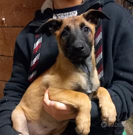 Cuccioli di Pastore Belga Malinois