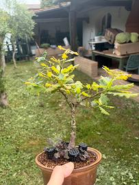 Bonsai quercia