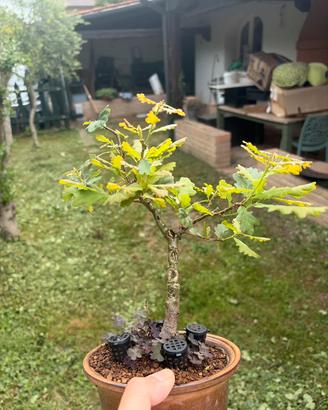 Bonsai quercia