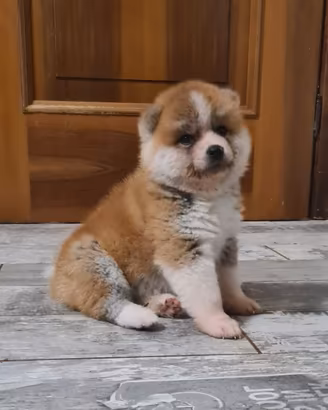 Ultimo maschietto di akita disponibile lombardia