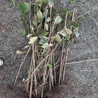 Frustini di nocciolo pronti per impianto(Viterbo)