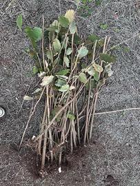 Frustini di nocciolo pronti per impianto(Viterbo)