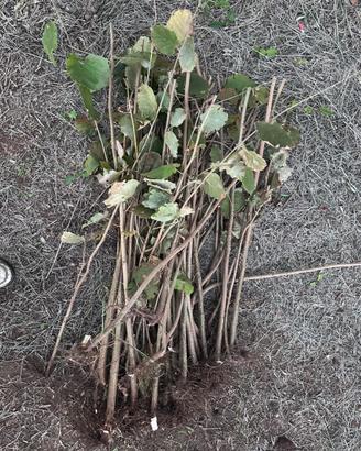 Frustini di nocciolo pronti per impianto(Viterbo)