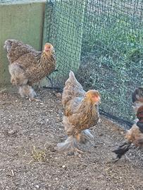 Galline brahma vorwerk amrocks padovane