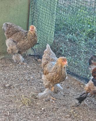Galline brahma vorwerk amrocks padovane