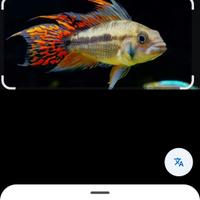Apistogramma