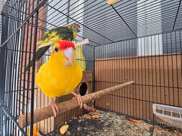 Kakariki