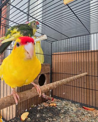 Kakariki