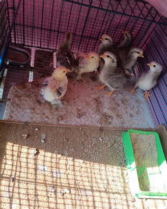 Pulcini, anatre, quaglie,colombi,oche,fagiani