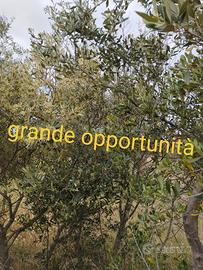 Terreno Agricolo