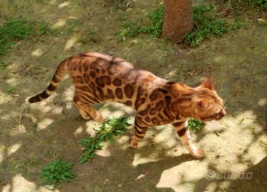Splendido Bengala Maschio 