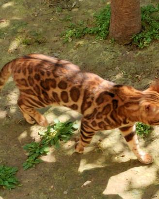 Splendido Bengala Maschio 
