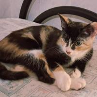 Gattina mix europeo/sphynx(genitori testati)