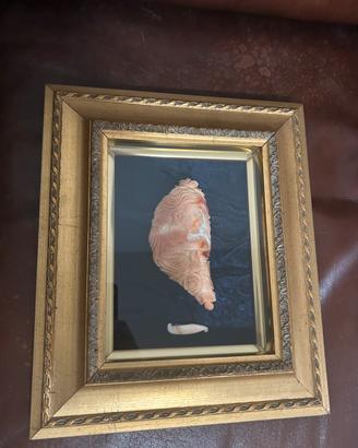 Quadro Cammeo