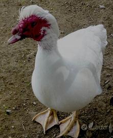 Ultimo maschio di anatra muta colorazione bianca