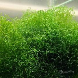 Alga chetomorpha acquario marino-Refugium-reattore