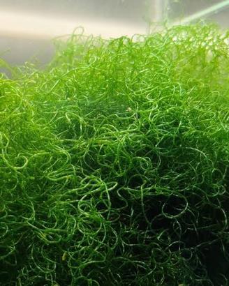 Alga chetomorpha acquario marino-Refugium-reattore