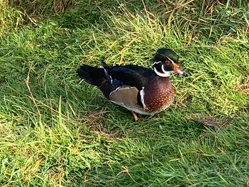 Maschio di anatra Carolina/Sposa