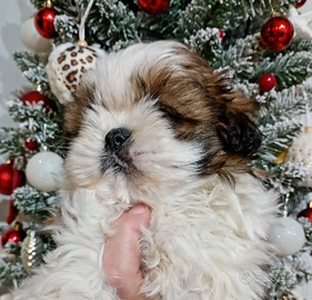 Shih tzu Taglia Piccola