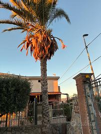 Pianta Palma