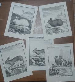 incisione acquaforte 