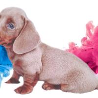 Cuccioli di bassotti blu e isabella M e F