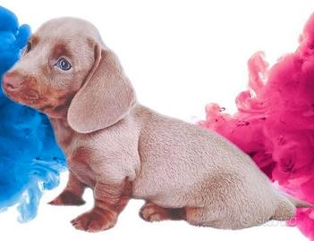 Cuccioli di bassotti blu e isabella M e F