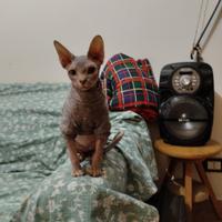 Gatto Sphynx di 4 mesi