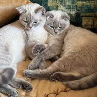 Gatti british e scottish