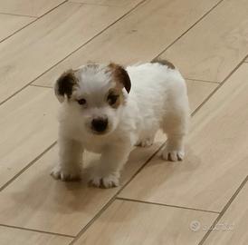 Cucciolo Maschio Jack Russell terrier