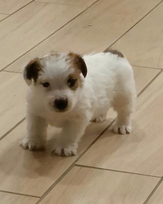 Cucciolo Maschio Jack Russell terrier