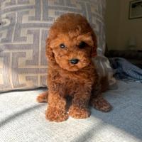 Cucciolo Barboncino Mini Toy