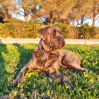 Cane Corso maschio disponibile per accoppiamento