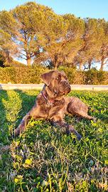 Cane Corso maschio disponibile per accoppiamento